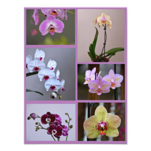 Orchid Foto Collage