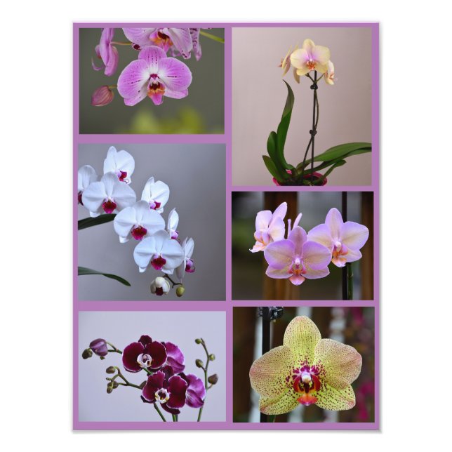 Orchid Foto Collage (Vorne)