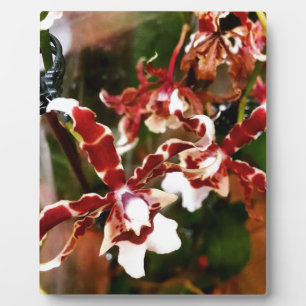 Orchid Fotoplatte