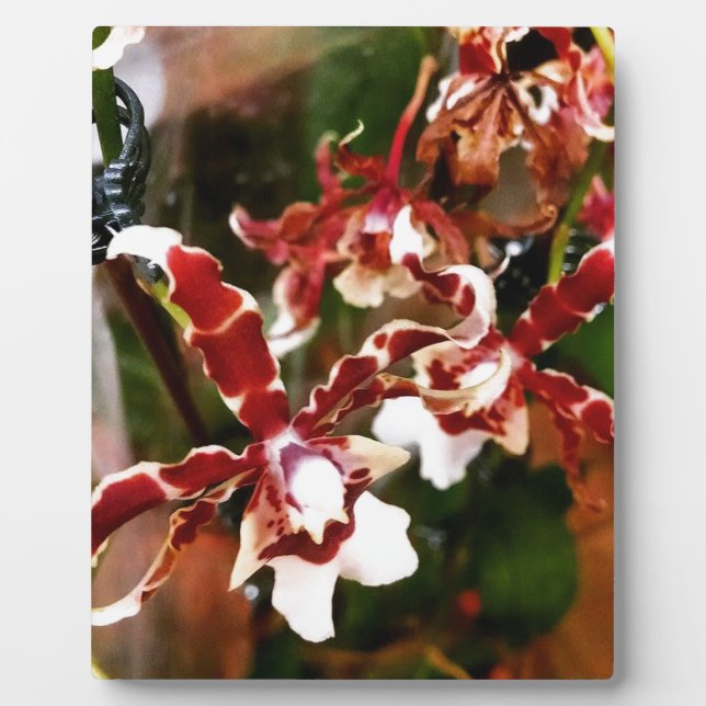 Orchid Fotoplatte (Vorderseite)