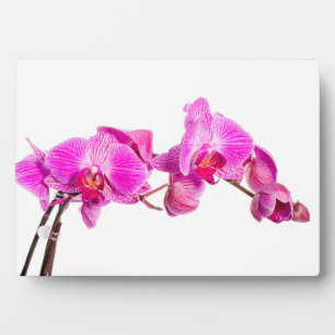 Orchid Fotoplatte