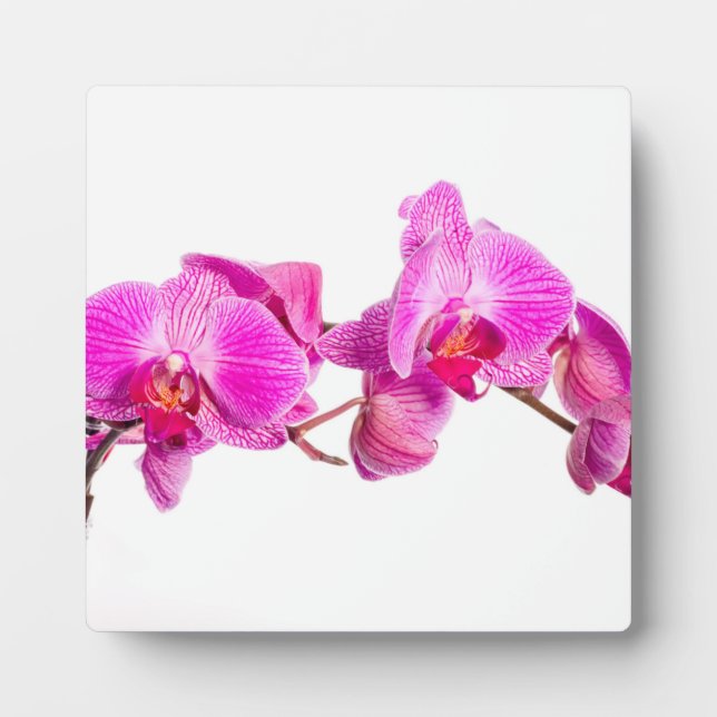 Orchid Fotoplatte (Vorderseite)