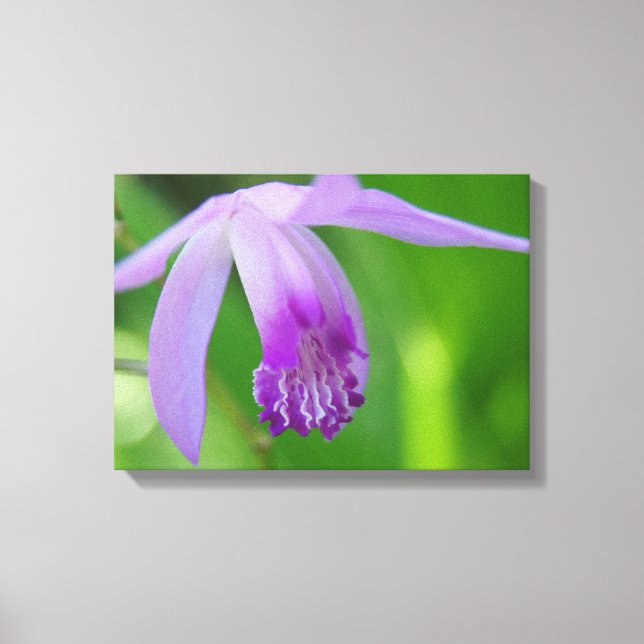 Orchid für dich! leinwanddruck (Vorderseite)