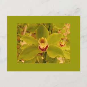 Orchid Green Cymbidium Postkarte