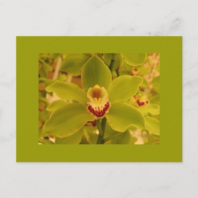 Orchid Green Cymbidium Postkarte (Vorderseite)