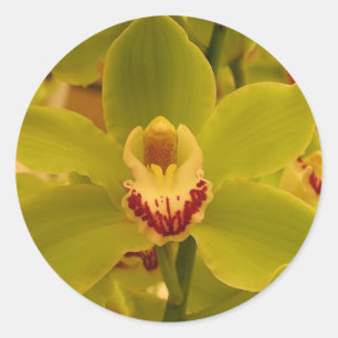 Orchid Green Cymbidium Runder Aufkleber