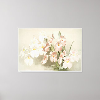 Orchid Illustriert Leinwanddruck