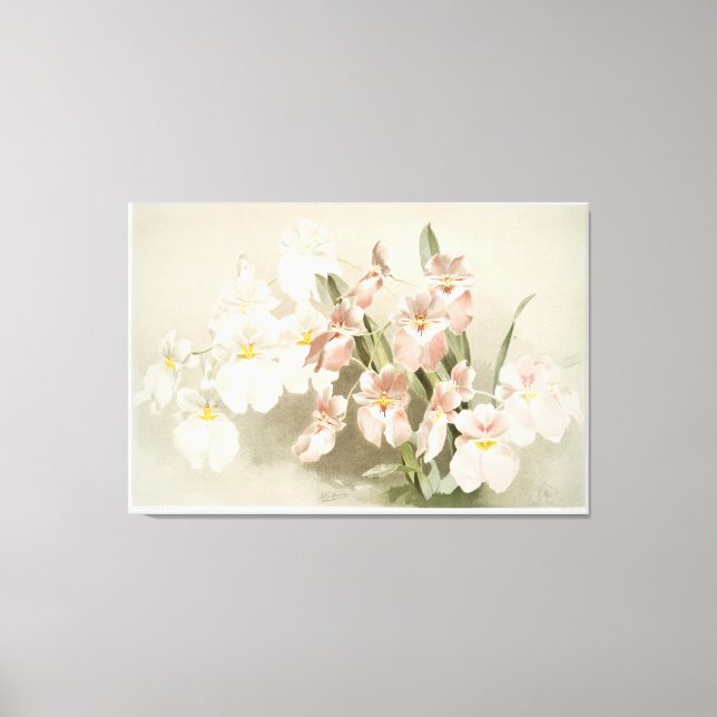 Orchid Illustriert Leinwanddruck (Vorderseite)