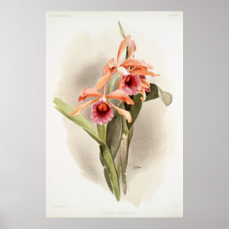 Orchid Illustriert Poster