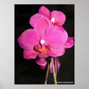 Orchid in Bloom Poster
