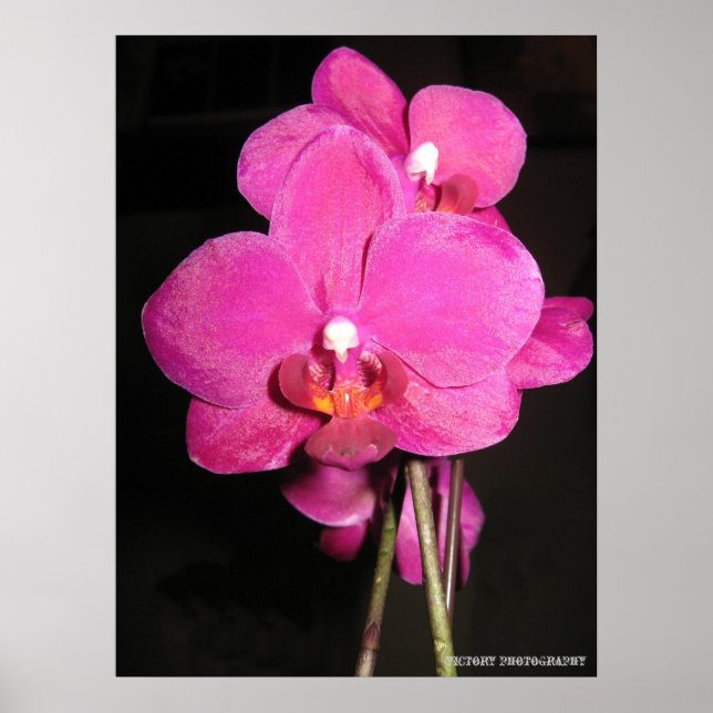 Orchid in Bloom Poster (Vorne)