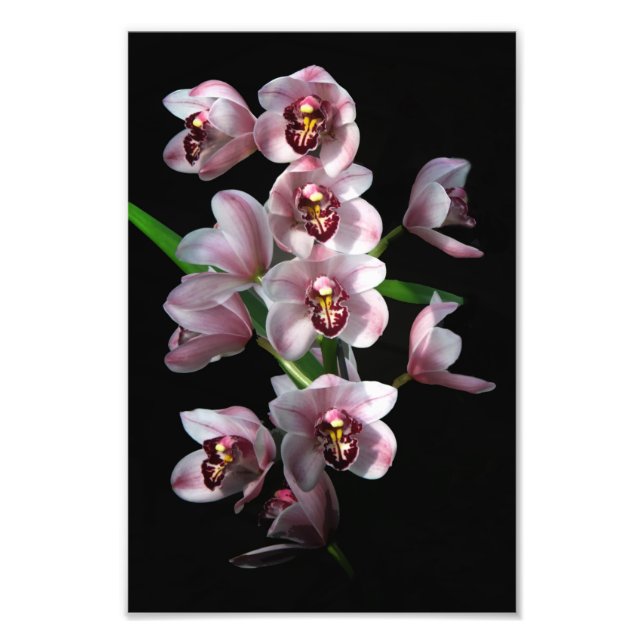 Orchid Insanity in schwarz Fotodruck (Vorne)