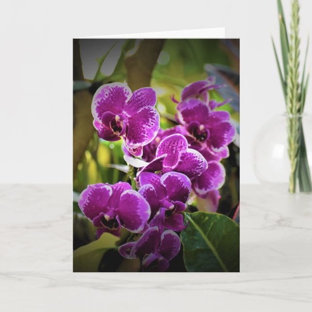 Orchid, Karte (Vorderseite)
