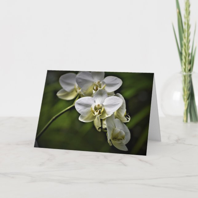 Orchid, Karte (Vorderseite)