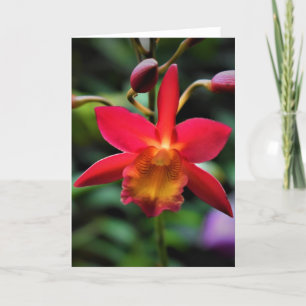 Orchid, Karte