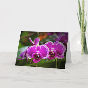 Orchid, Karte