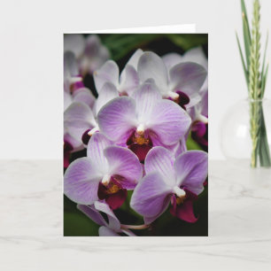 Orchid, Karte