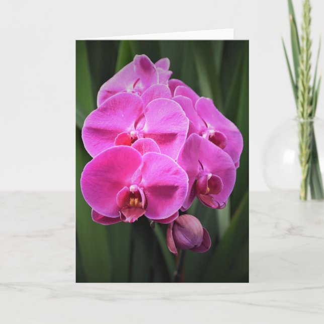 Orchid, Karte (Vorderseite)