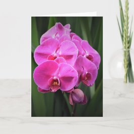 Orchid, Karte