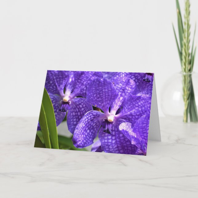 Orchid, Karte (Vorderseite)