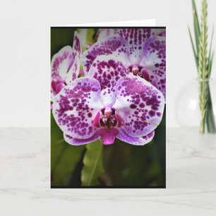 Orchid, Karte