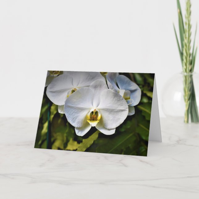 Orchid, Karte (Vorderseite)