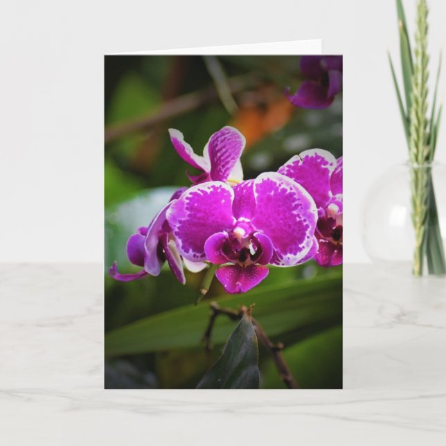 Orchid, Karte (Vorderseite)