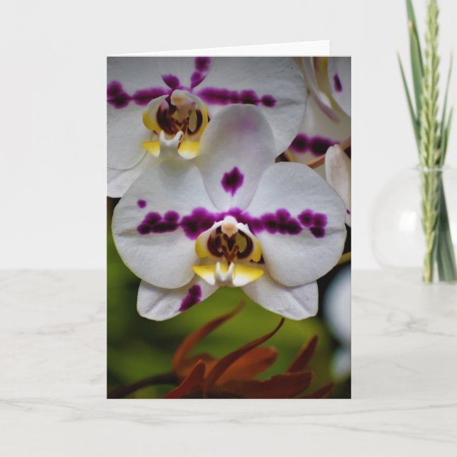 Orchid, Karte (Vorderseite)