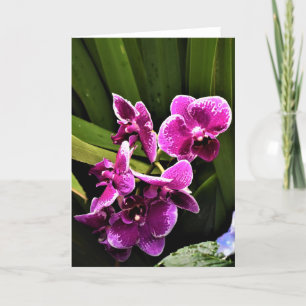 Orchid, Karte