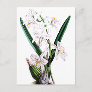 Orchid Laelia Albida, var Rosea Postkarte