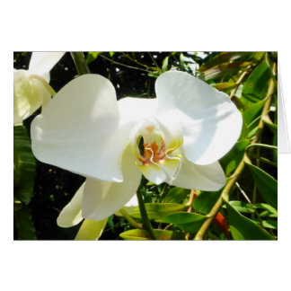 Orchid - leere Karte