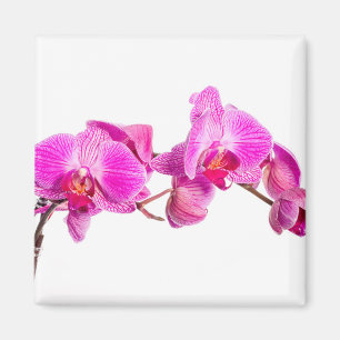 Orchid Magnet