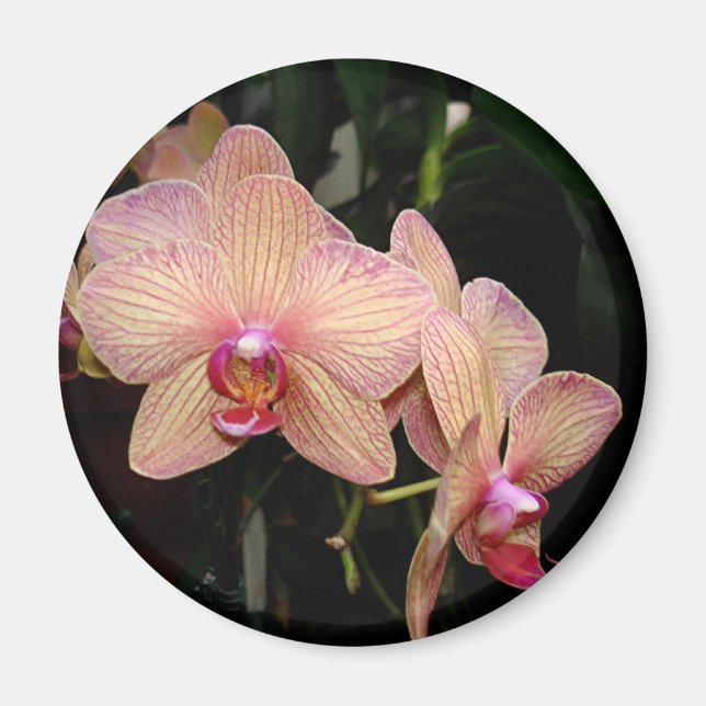 Orchid Magnet (Vorne)