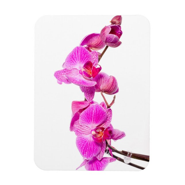 Orchid Magnet (Vertikal)