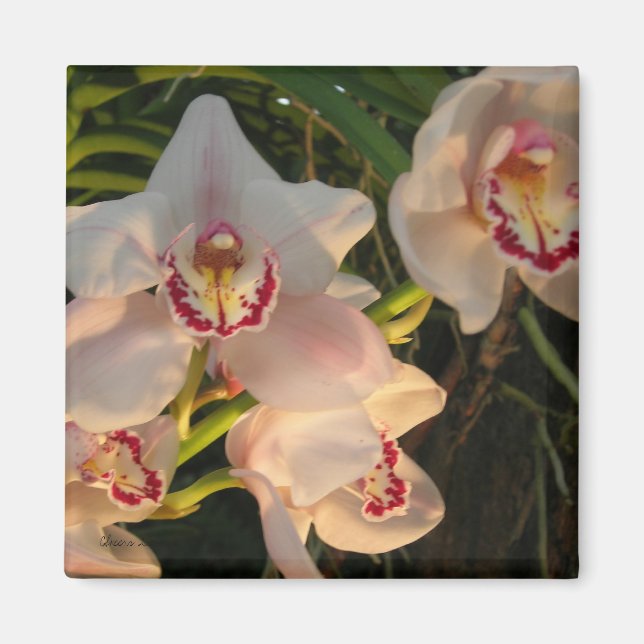 Orchid Magnet (Vorne)