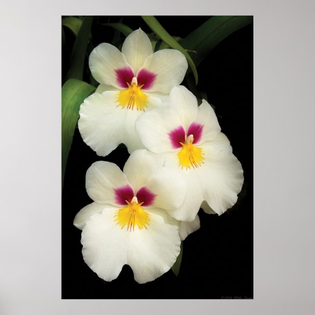 Orchid - Miltoniopsis - Die drei Amigos Poster (Vorne)