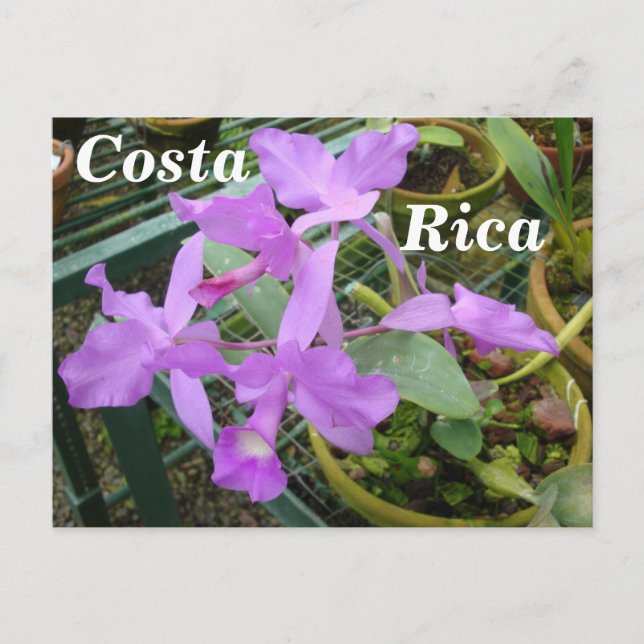 Orchid — Nationale Blume Costa Ricas Postkarte (Vorderseite)