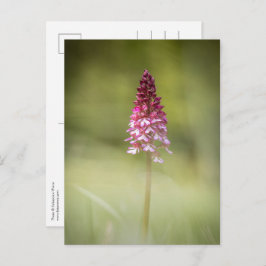 Orchid Nature Foto Postkarte