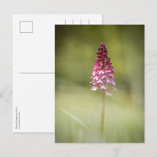 Orchid Nature Foto Postkarte