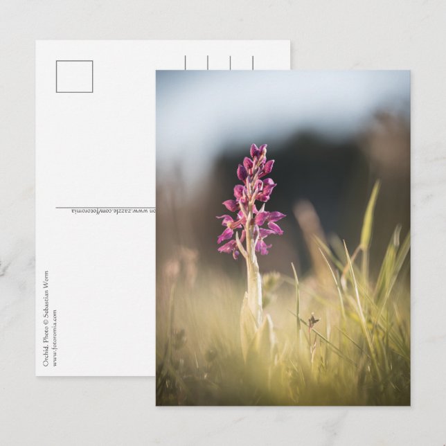 Orchid Nature Foto Postkarte (Vorne/Hinten)