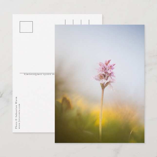 Orchid Nature Foto Postkarte (Vorne/Hinten)