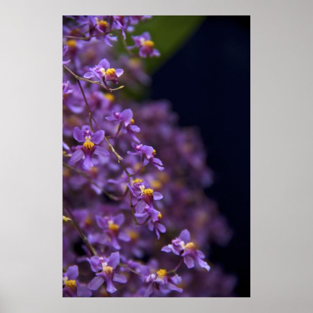 Orchid Oncidium Twinkle Poster (Vorne)