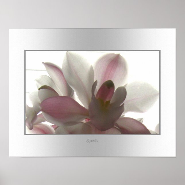 Orchid Pale Beauty Poster (Vorne)