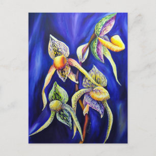 Orchid Paphiopedilum Lady's Slipper Postkarte