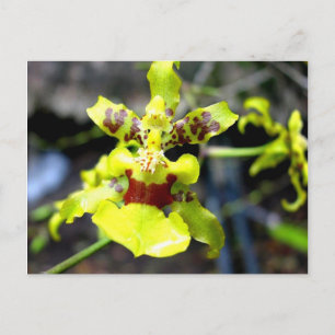 Orchid, Pastaza River, ecuadorianischer Amazonas Postkarte