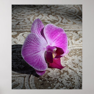Orchid Phalae Graphic Print -20x24 - oder kleiner Poster