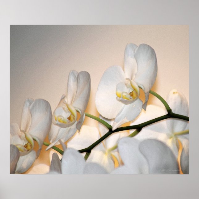 Orchid Phalae Sogo Art Print -24x20 - oder kleiner Poster (Vorne)