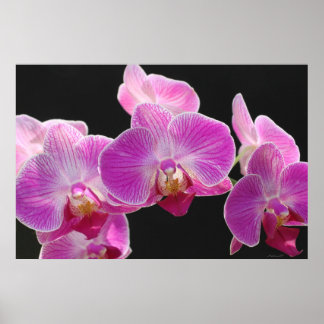 Orchid Phalaenopsis Cluster Poster -36x24