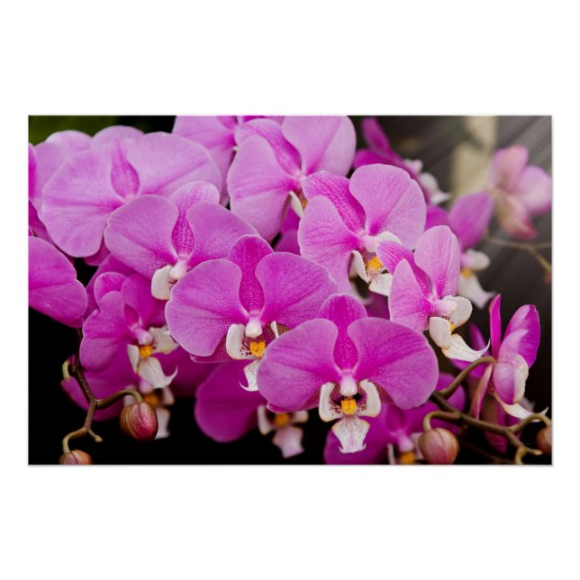 Orchid - Phalaenopsis - geflicktes Rosa Poster (Vorderseite)