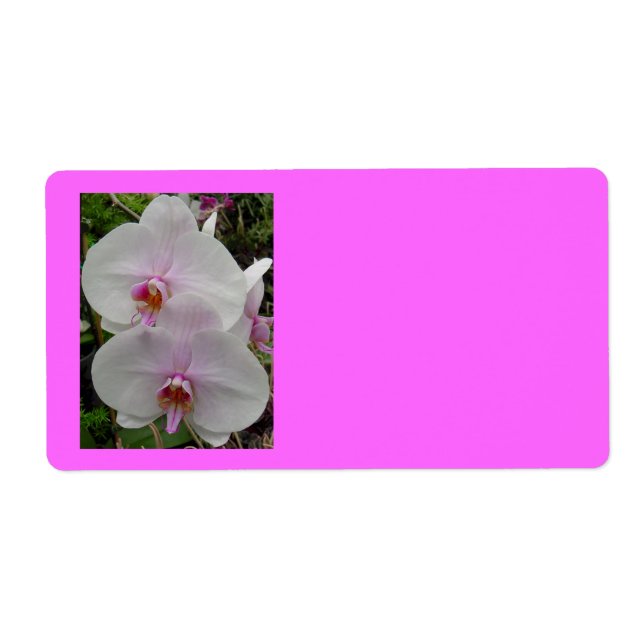 Orchid - Pink Blossom (Kolossians 2:3) (Vorne)